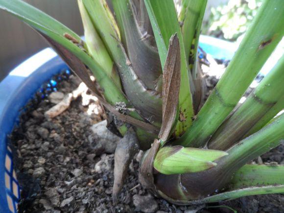 大花蕙蘭出花苞后如何管理，有花苞了怎么澆水，花在開(kāi)花期如何澆水?