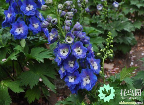 翠雀的繁殖方法，翠雀?