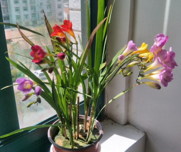 百萬(wàn)小鈴的繁殖方法，什么時(shí)候扦插，發(fā)財樹(shù)什么時(shí)候扦插好?