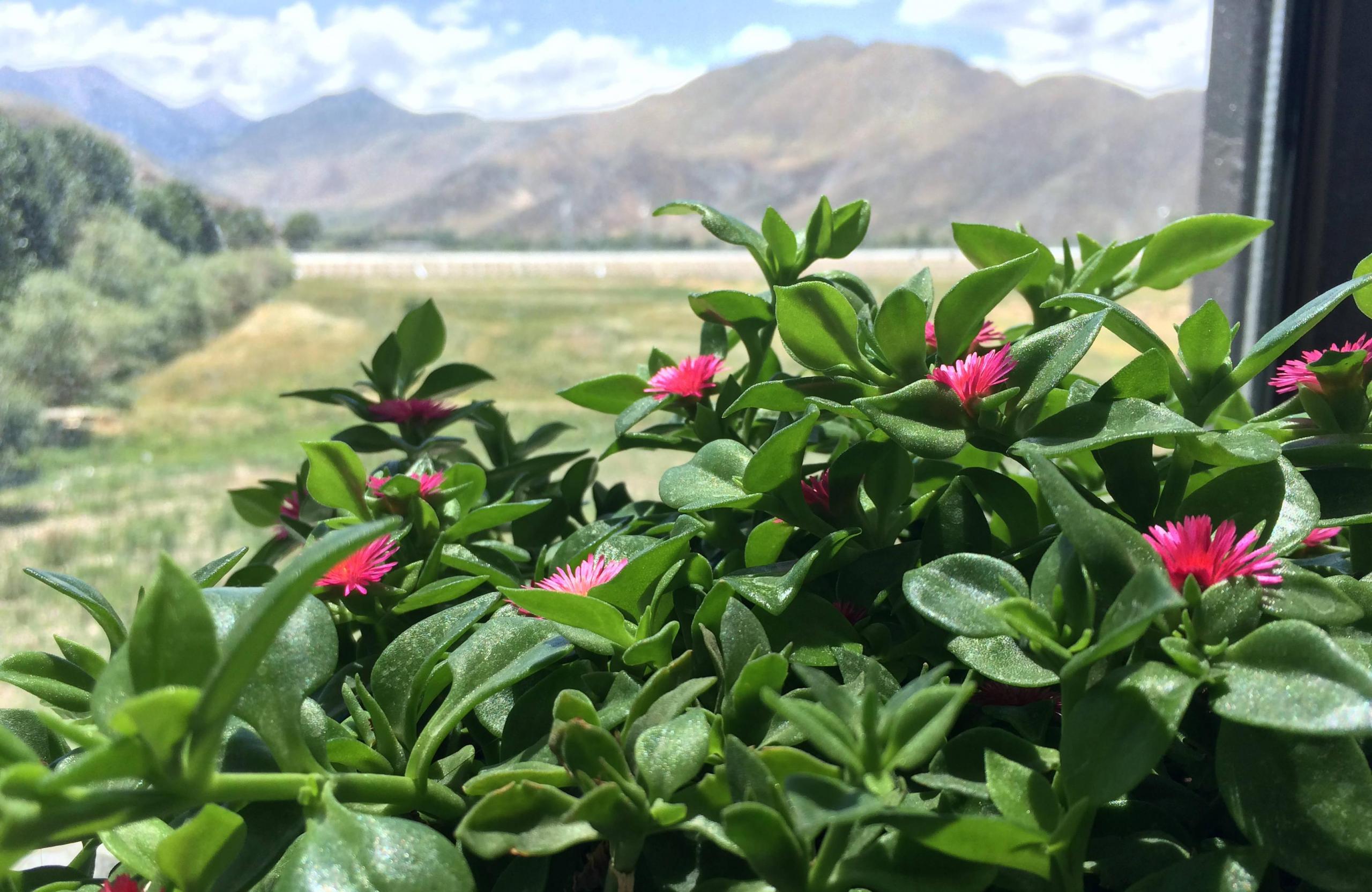 水培牡丹吊蘭的養殖方法和注意事項，水培會(huì )不會(huì )開(kāi)花，牡丹花可以用水養嗎?