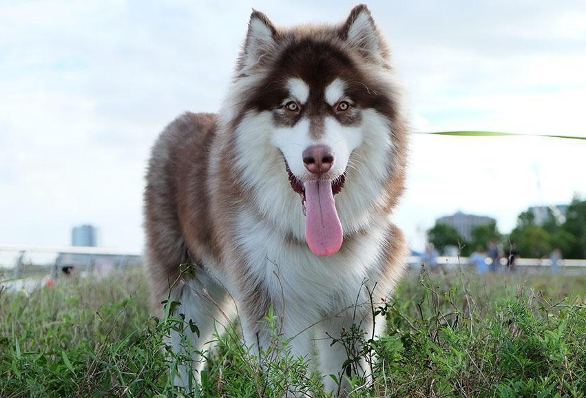 阿拉斯加犬怎么選(阿拉斯加犬怎么挑選)