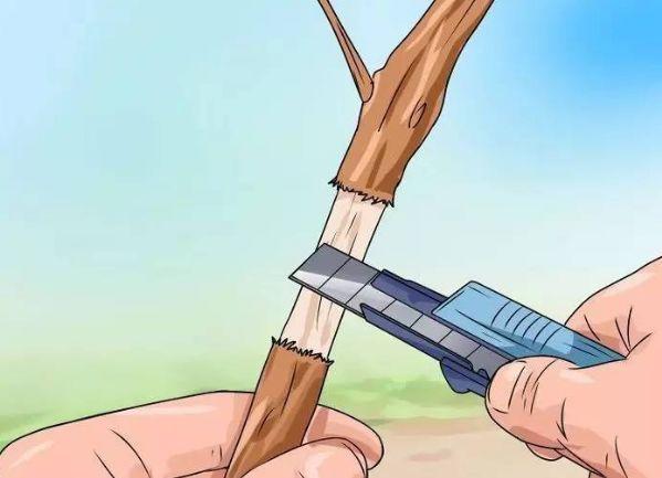 茶花壓條多久生根，空中壓條繁殖技術(shù)，臘梅壓條繁殖時(shí)間?