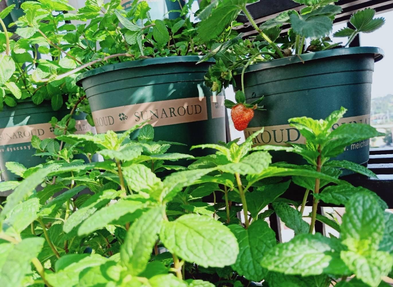 薄荷施什么肥，薄荷施肥時(shí)的兩大注意，盆栽薄荷施什么肥?