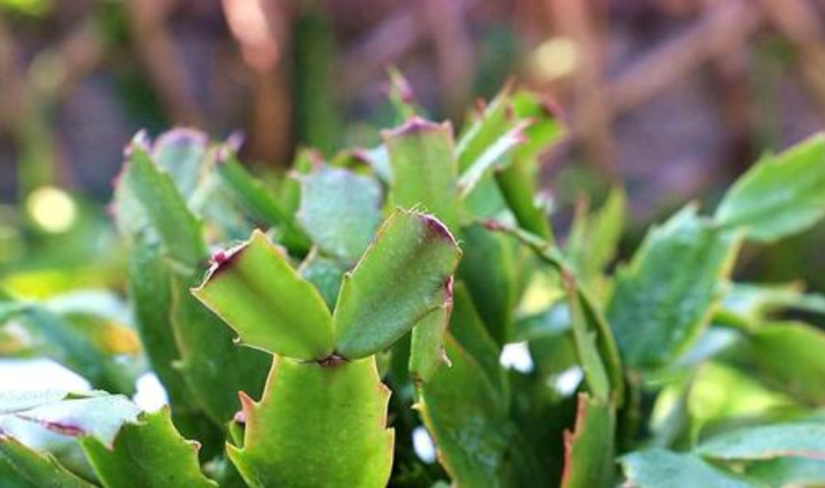 蟹爪蘭花后應怎樣養護，扣水