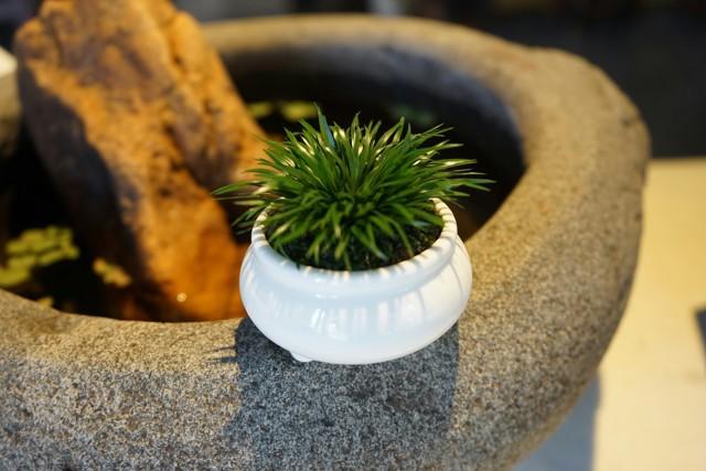 菖蒲怎么澆水，菖蒲葉尖干枯怎么辦?