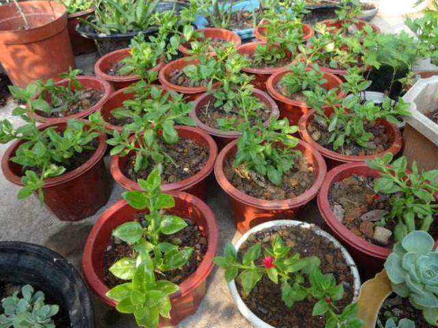 怎么讓牡丹吊蘭爆盆，怎么扦插，牡丹吊蘭水培圖片?