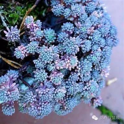 薄雪萬(wàn)年草開(kāi)花嗎，薄雪萬(wàn)年草耐寒多少度?