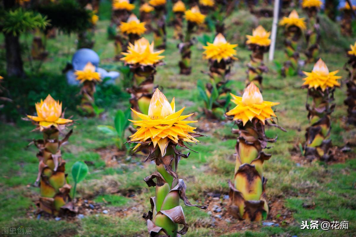 地涌金蓮開(kāi)花后怎么處理，爛莖了怎么辦，地涌金蓮花后怎么處理?