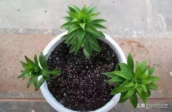 百合種球怎么澆水，百合可以水養嗎，百合種球可不可以種在水里?