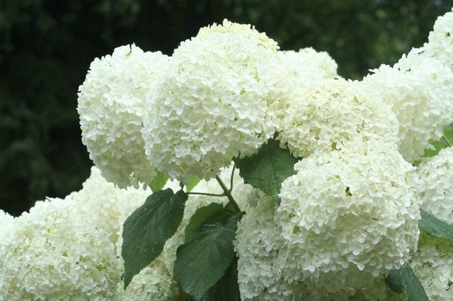 八仙花怎么繁殖，八仙花的養殖方法和注意事項?