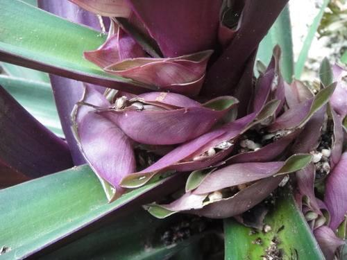 蚌花（又名紫錦蘭）花葉可入藥