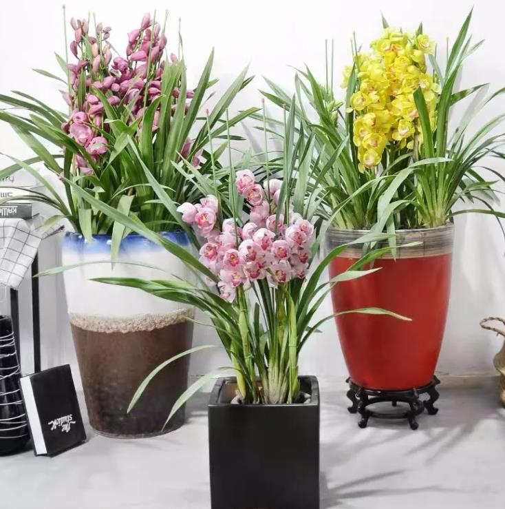 大花蕙蘭花期怎么養，開(kāi)花時(shí)能施肥嗎，大花蕙蘭施肥方法?