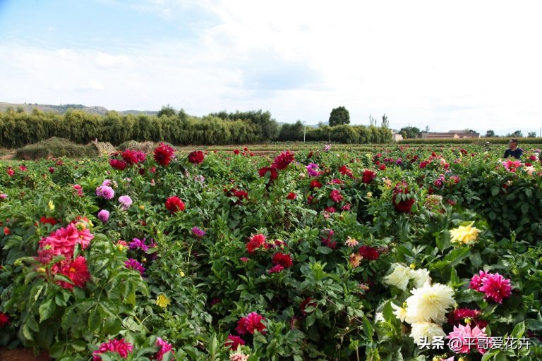 大麗花怎么過(guò)冬，冬天用挖出來(lái)嗎，大麗花能活幾年?