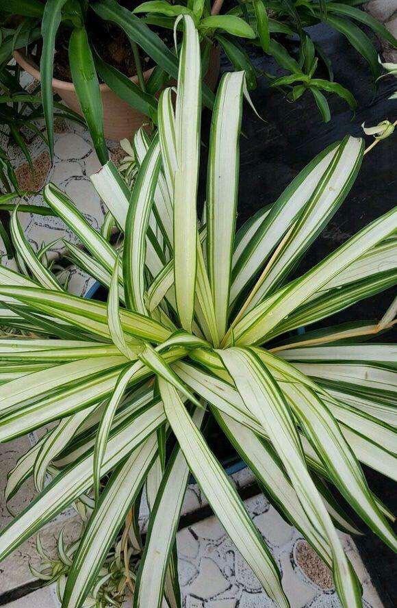 吊蘭冬天怎么過(guò)冬，金邊吊蘭冬天會(huì )凍死嗎?