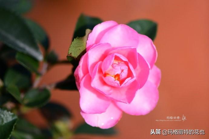 如何使茶梅在圣誕開(kāi)花，茶梅開(kāi)白花怎么辦?