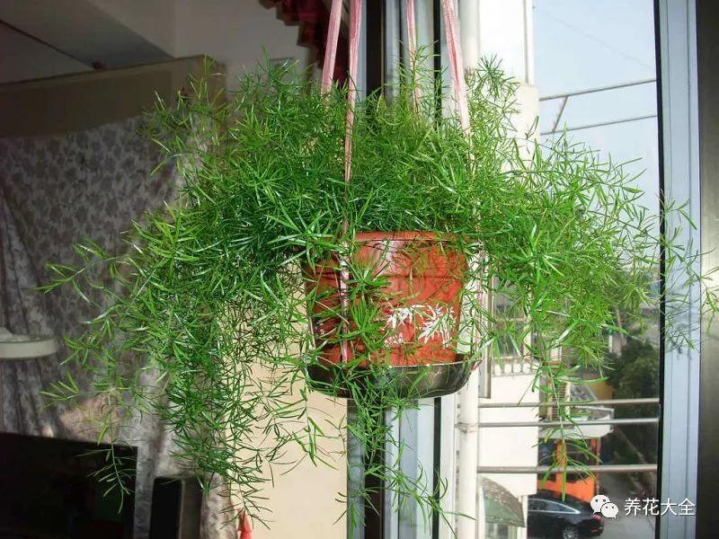 百萬(wàn)小鈴的繁殖方法，什么時(shí)候扦插，金魚(yú)吊蘭的扦插方法和注意事項?