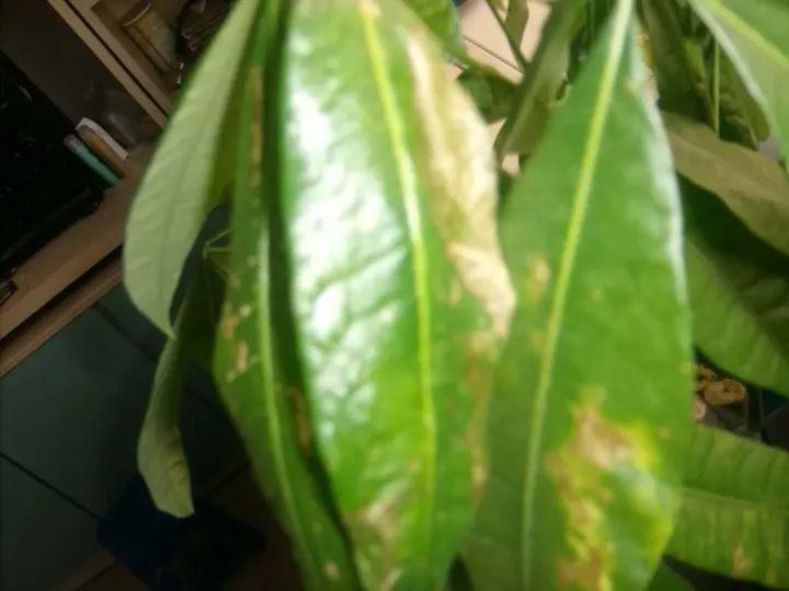 家養發(fā)財樹(shù)怎樣過(guò)冬，能用硫酸亞鐵水澆嗎，招財樹(shù)冬天怎么養?