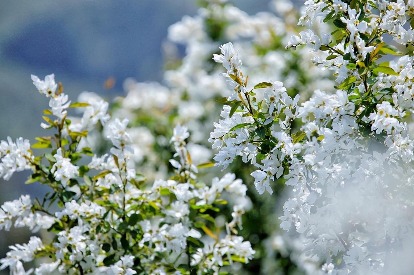 白鵑梅的繁殖方法，紅柄白鵑梅功效?