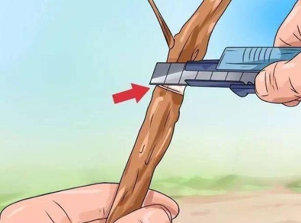 茶花壓條多久生根，空中壓條繁殖技術(shù)，臘梅壓條繁殖時(shí)間?