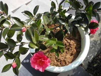 茶梅盆景的修剪方法，茶梅的修剪方法圖解?