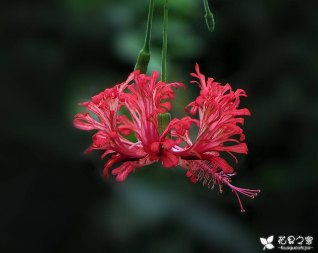 吊燈扶桑怎么換盆，扶桑什么時(shí)候換盆?