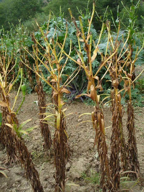 百合施肥方法，用什么肥好，發(fā)酵好的雞糞怎么施肥?