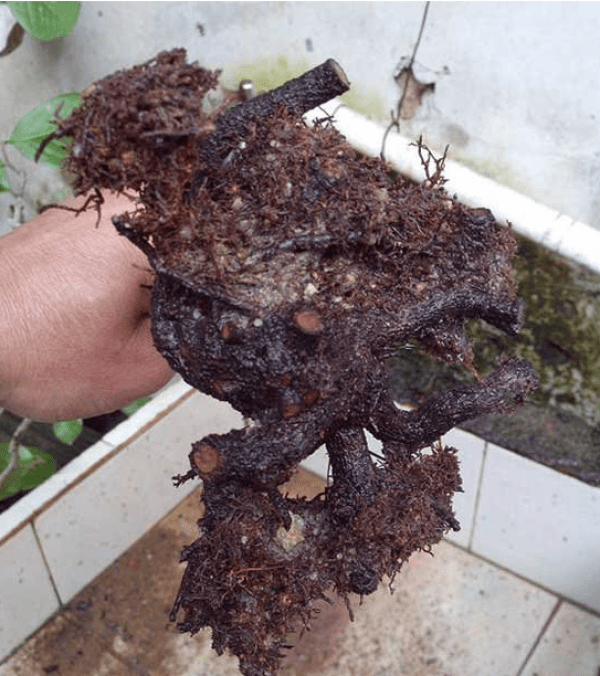 茶花換盆后掉葉怎么辦，茶花怎么服盆，茶花葉子掉光了能活嗎?