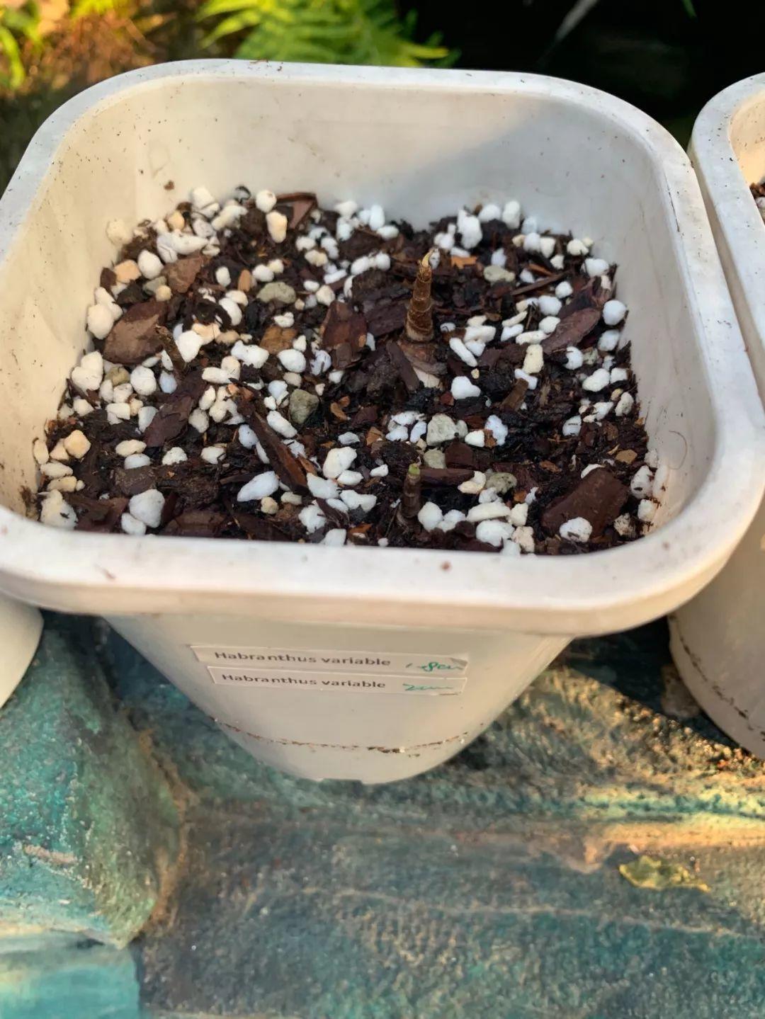 蔥蘭什么時(shí)候開(kāi)花，蔥蘭和韭蘭的區別?