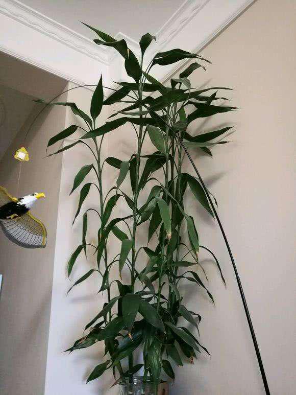 土養富貴竹長(cháng)得太高了怎么辦，土養富貴竹怎么修剪，水培富貴竹可以土養嗎?