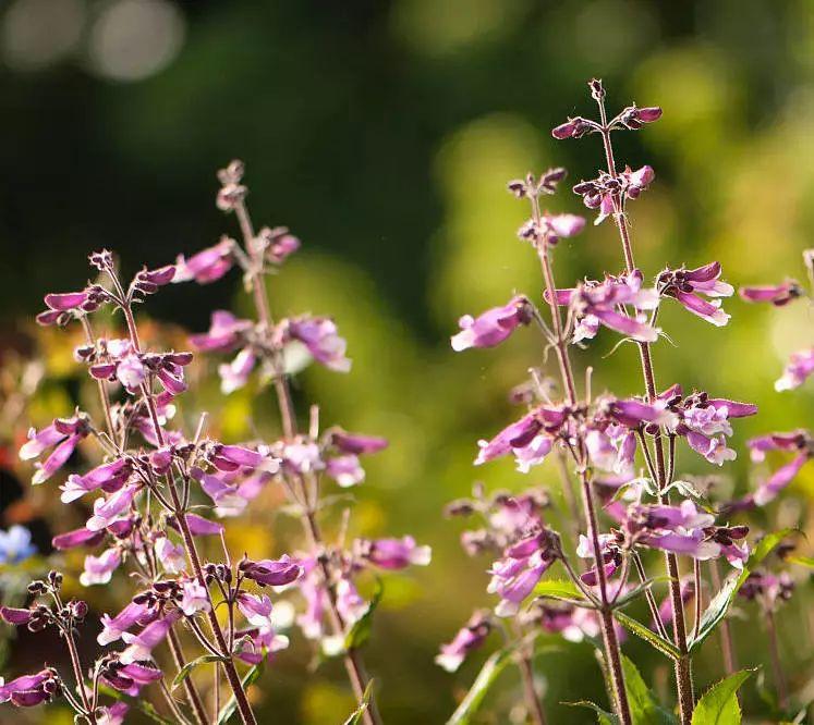 釣鐘柳的繁殖方法詳解，釣鐘柳圖片?