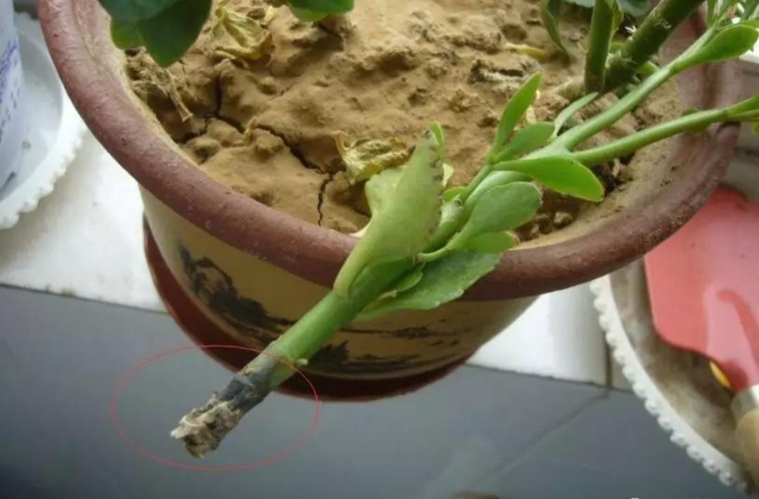 不夜城的分株繁殖，蝴蝶蘭是怎么繁殖的?