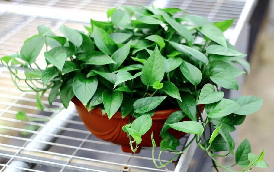 不夜城的分株繁殖，蝴蝶蘭是怎么繁殖的?