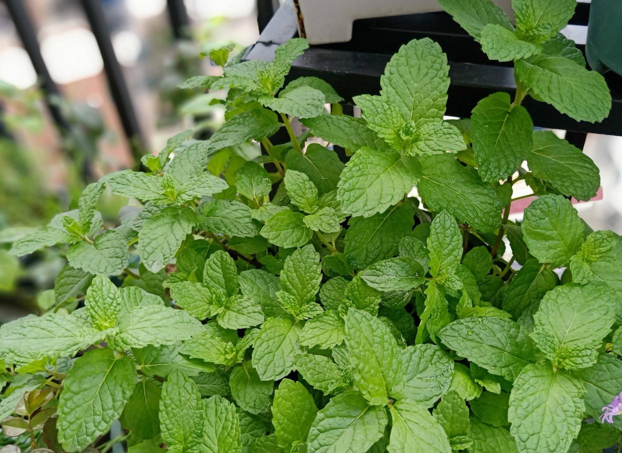 薄荷施什么肥，薄荷施肥時(shí)的兩大注意，盆栽薄荷施什么肥?