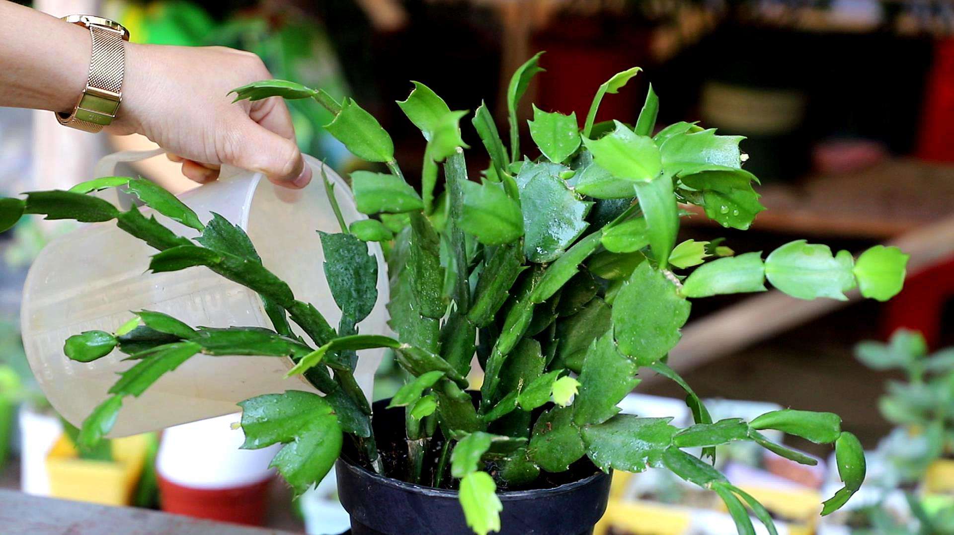 蟹爪蘭花后應怎樣養護，扣水