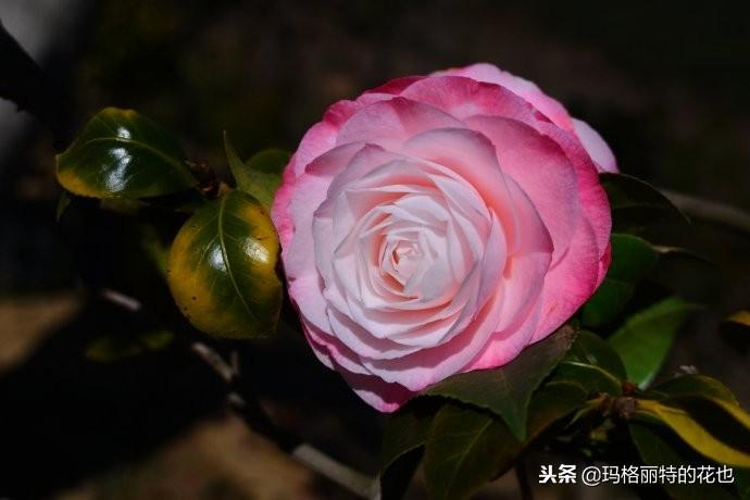 如何使茶梅在圣誕開(kāi)花，茶梅開(kāi)白花怎么辦?