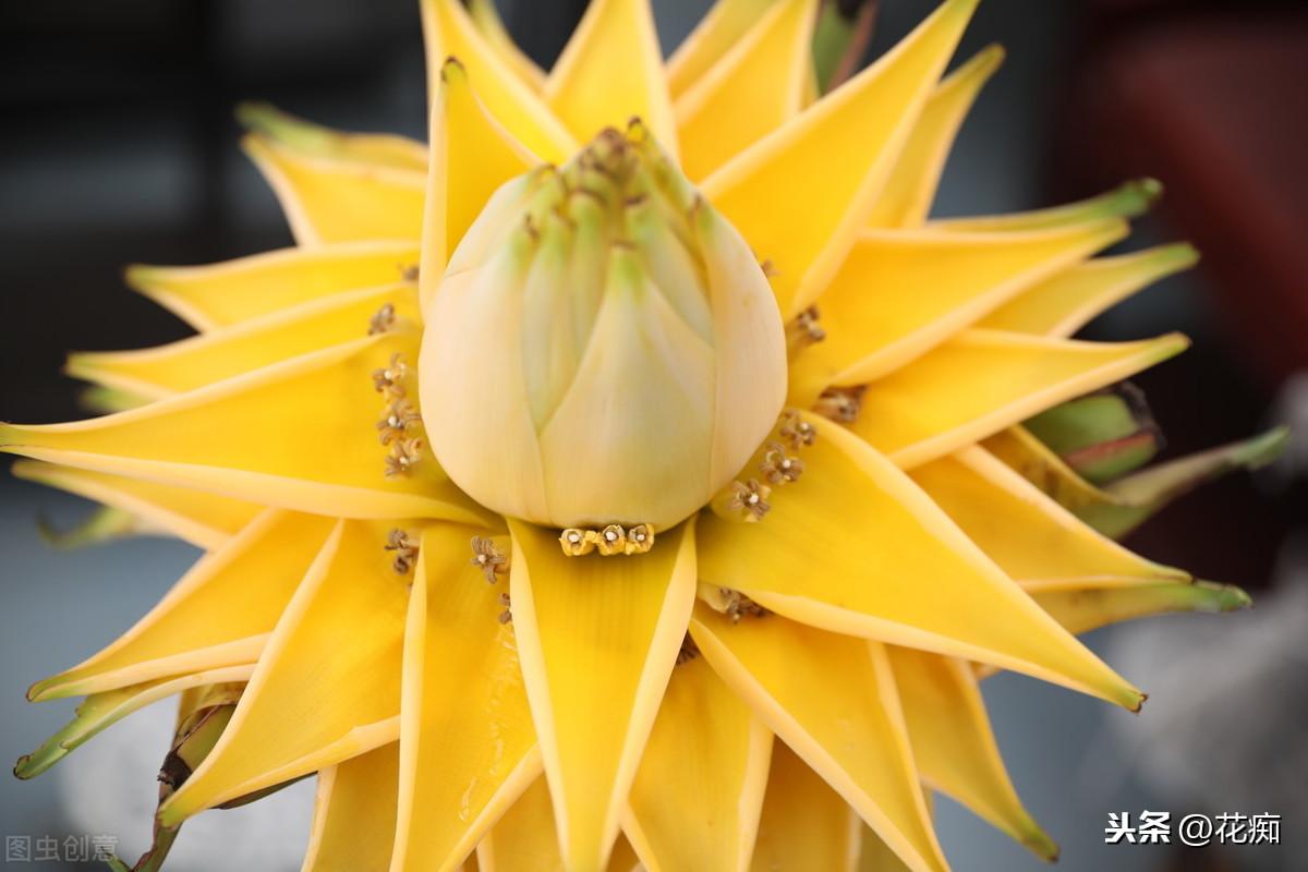 地涌金蓮開(kāi)花后怎么處理，爛莖了怎么辦，地涌金蓮花后怎么處理?