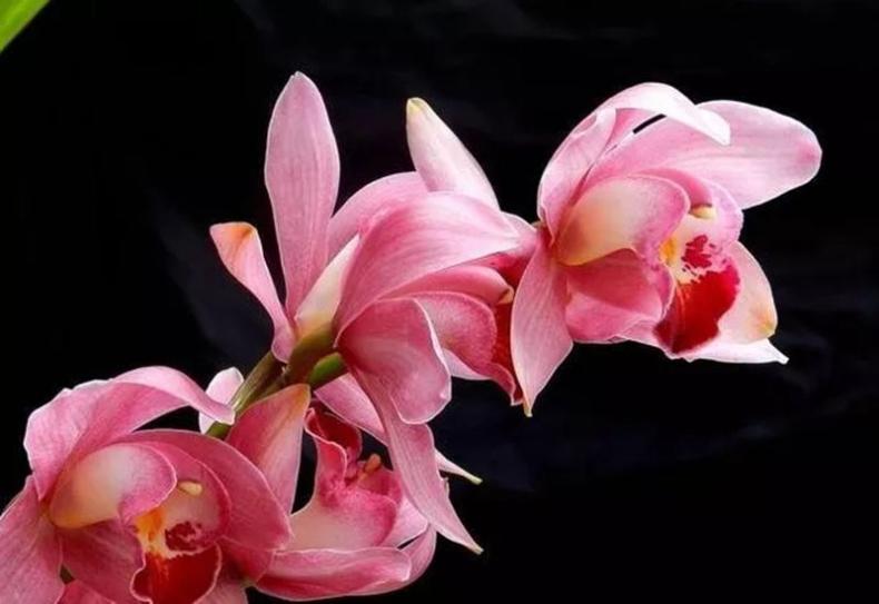 大花蕙蘭花期怎樣澆水，大花蕙蘭怎么澆水合適?