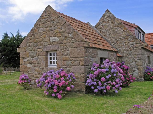 八仙花怎么繁殖，八仙花的養殖方法和注意事項?