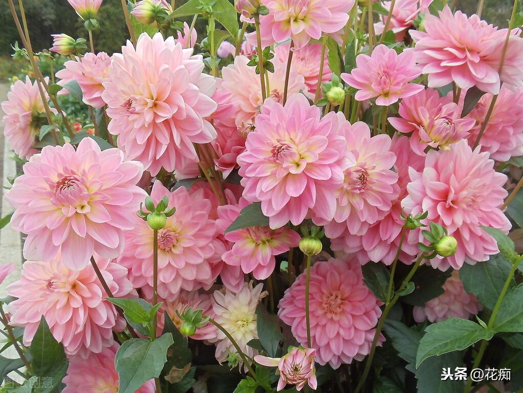 大麗花能過(guò)冬嗎，北方地栽大麗花冬天會(huì )死嗎?