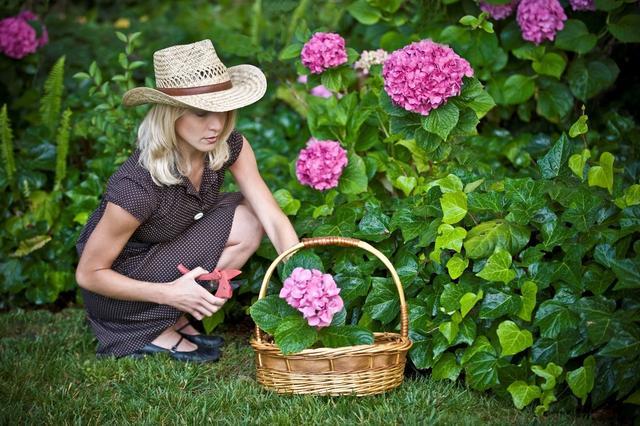 八仙花怎么繁殖，八仙花的養殖方法和注意事項?