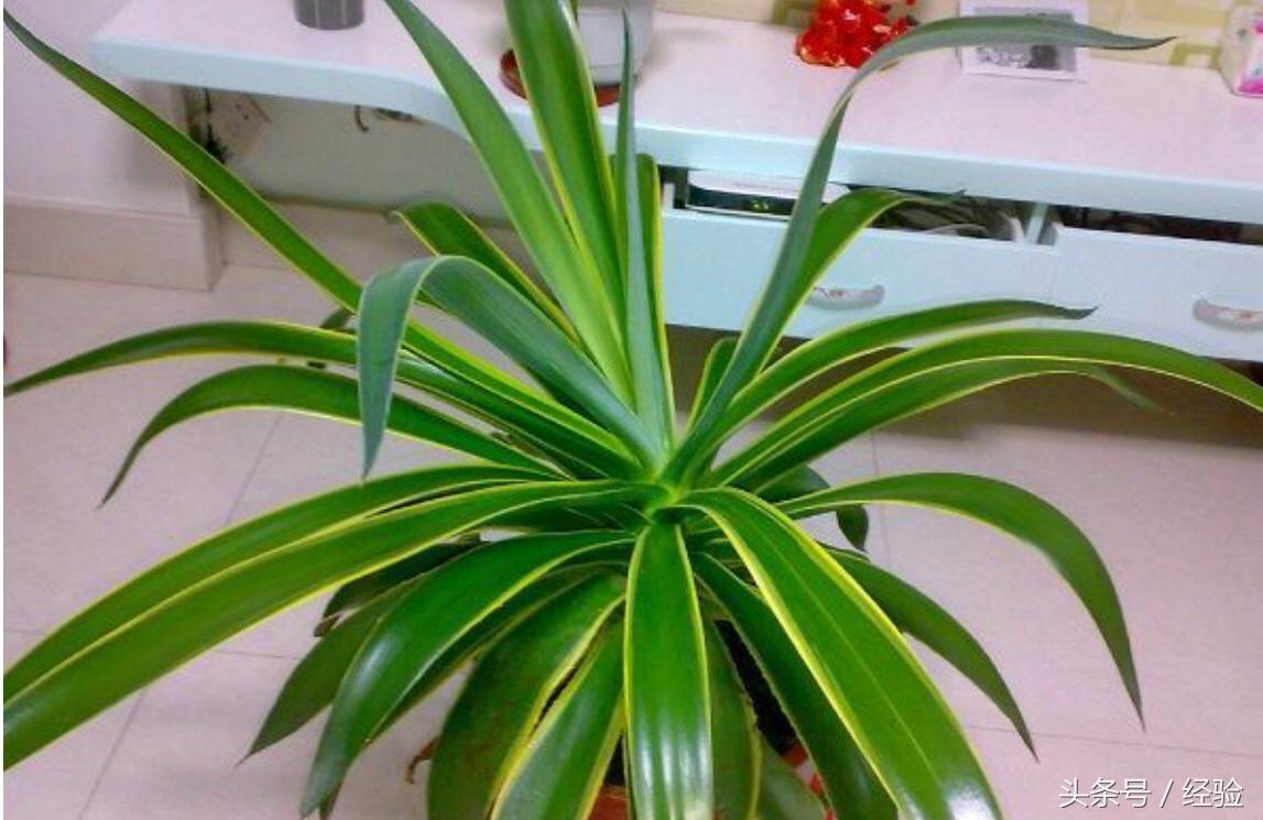 龍舌蘭如何換盆，龍舌蘭什么季節換盆，龍舌蘭的栽培與養護?