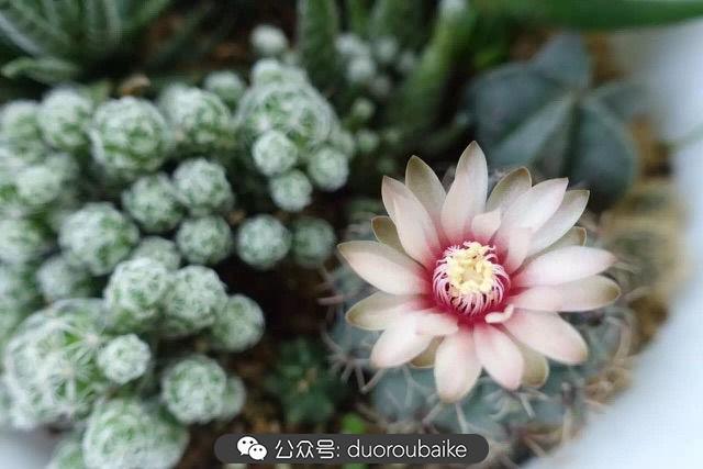 多肉白鳥(niǎo)怎么施肥，白鳥(niǎo)多肉爆盆?