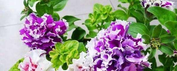 矮牽牛怎么扦插，矮牽牛怎么繁殖?