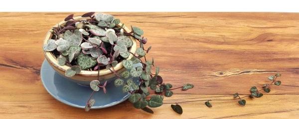 愛(ài)之蔓怎么施肥，多肉愛(ài)之蔓怎么養?