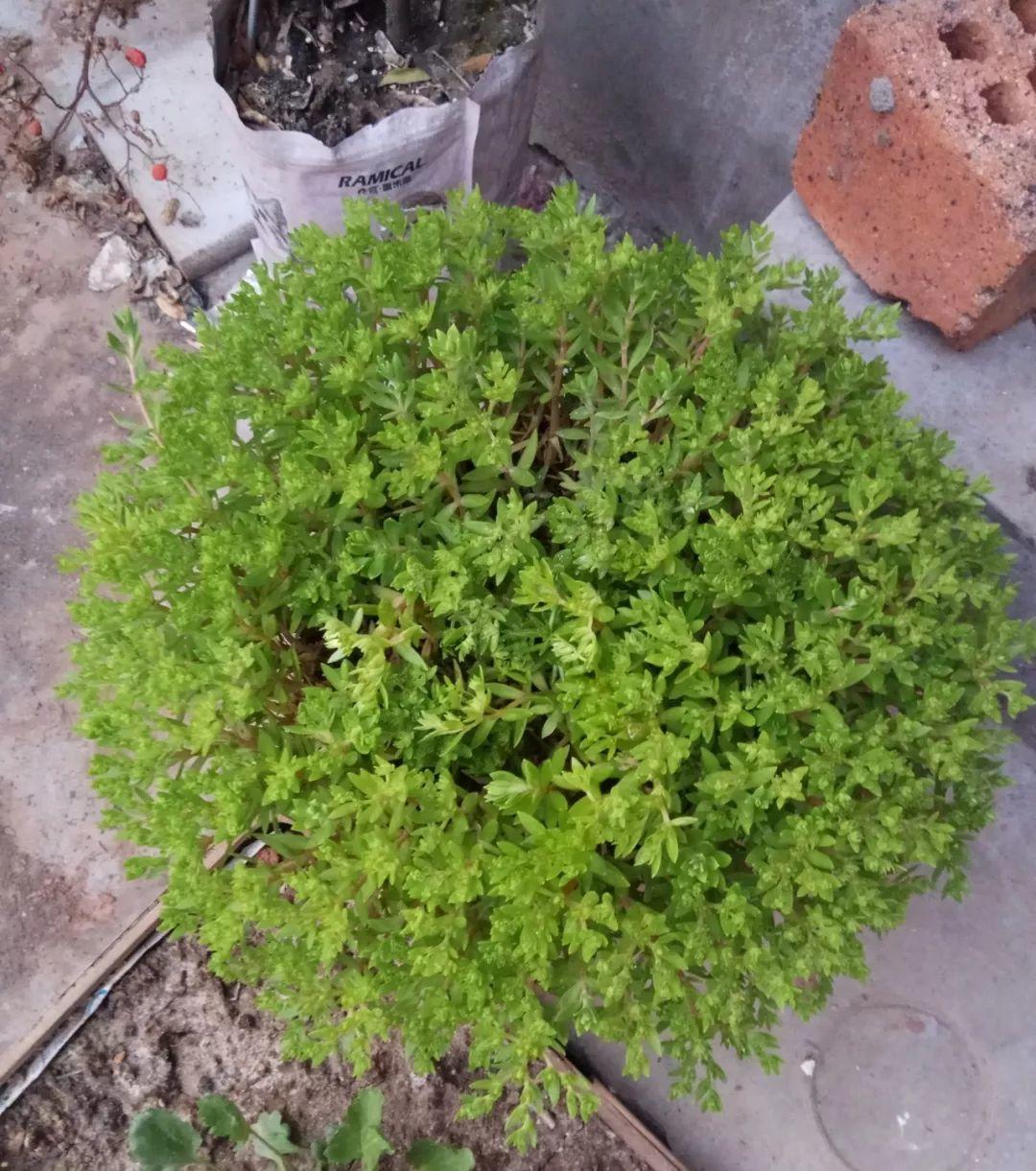 薄雪萬(wàn)年草怎么過(guò)冬，薄雪萬(wàn)年草和佛甲草區別?