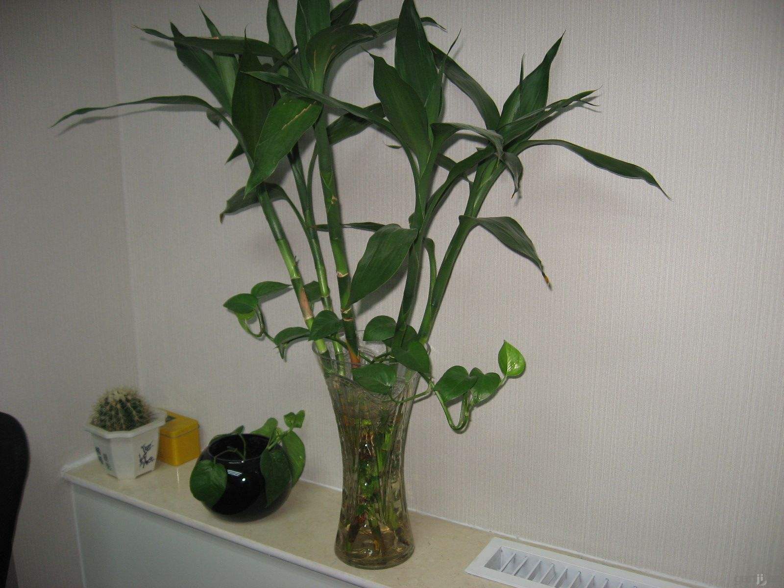 水養富貴竹怎么過(guò)冬天，富貴竹過(guò)冬干枯怎么救，如何水養富貴竹?