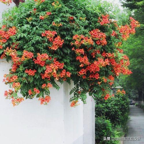 長(cháng)春蔓開(kāi)花嗎，長(cháng)春蔓和常春藤一樣嗎?