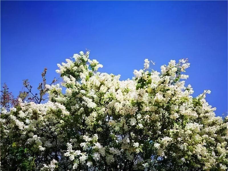 白鵑梅的繁殖方法，紅柄白鵑梅功效?