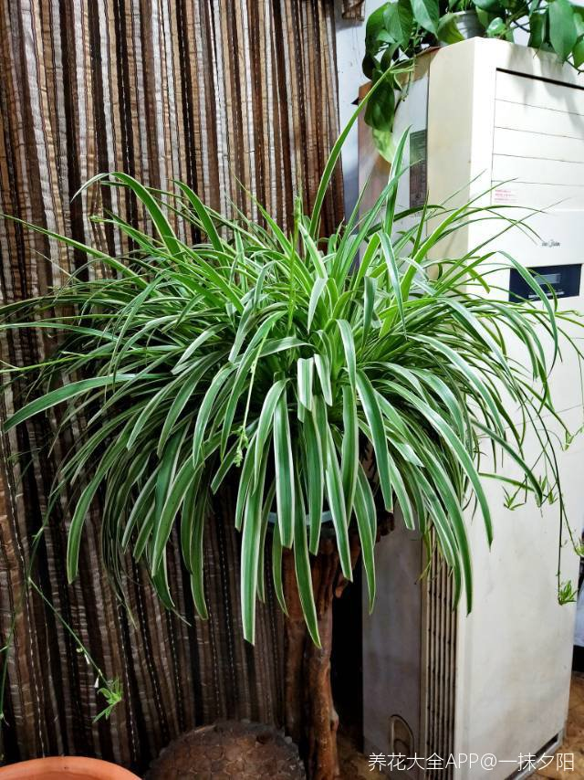 吊蘭冬天怎么過(guò)冬，冬天凍不死的吊蘭?