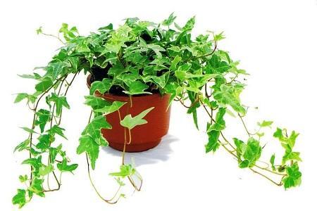 常春藤怎樣修剪，常春藤盆景造型?